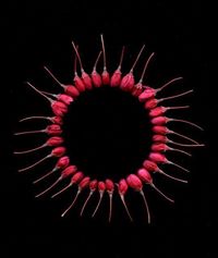 Ogea, Educación Ambiental