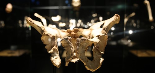 Exposición sobre los Yacimientos de la Sierra de Atapuerca