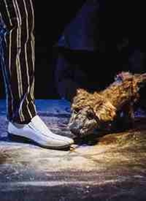 Lost dog (perro perdido)