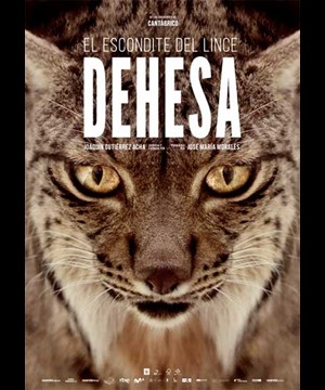 Dehesa, el bosque del lince ibérico