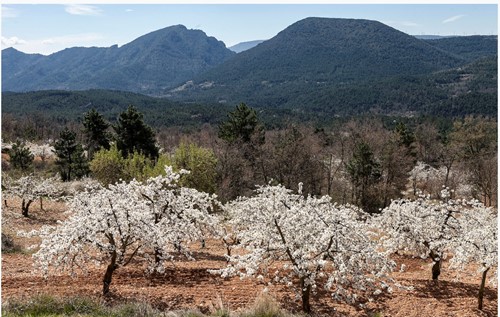 Excursiónl: “La floración de los cerezos de Las Caderechas”.