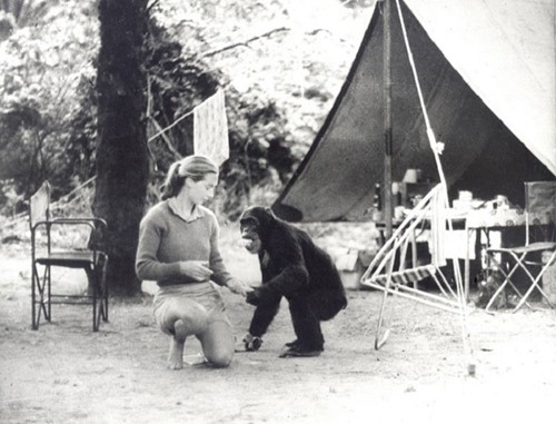 Cine Ambiental “El viaje de Jane“