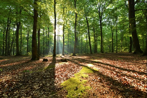 Itinerario Ambiental: “Bosque de Villafria”. Rubén Fernandez