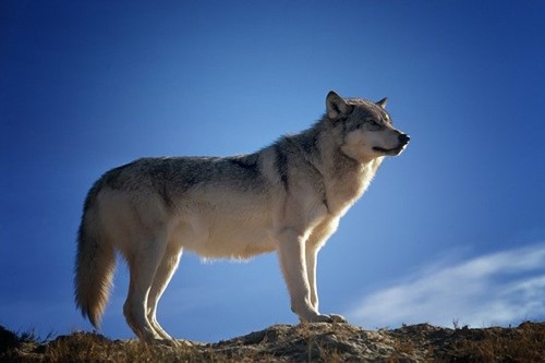 Itinerario Ambiental: " Caminando con Lobos"