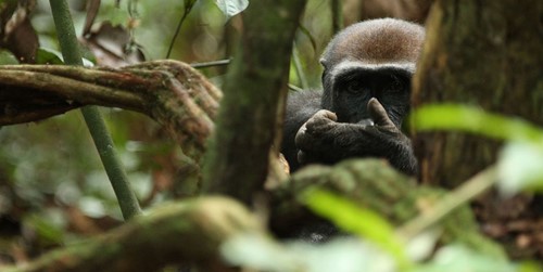 Nuestro planeta "Episodio Iii; Selvas"