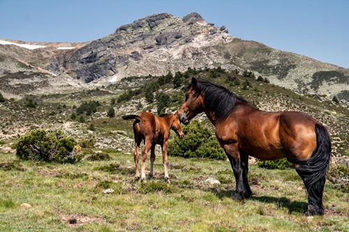 Ruta Ambiental:  Senderismo por la Laguna Negra de Soria