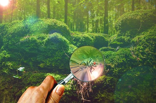 Itinerario Ambiental: “Descubriendo la botánica al detalle”