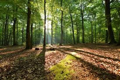 Itinerario Ambiental: "Paseo por el cinturón verde"