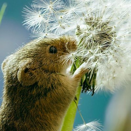 Cine Ambiental: "El planeta verde: mundos humanos" Rtve