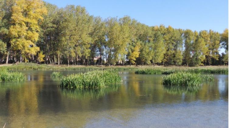 Observación de Aves, plantas, insectos y vertebrados en Punto de encuentro: Puente de la Ventilla sobre río Arlanzón, Burgos