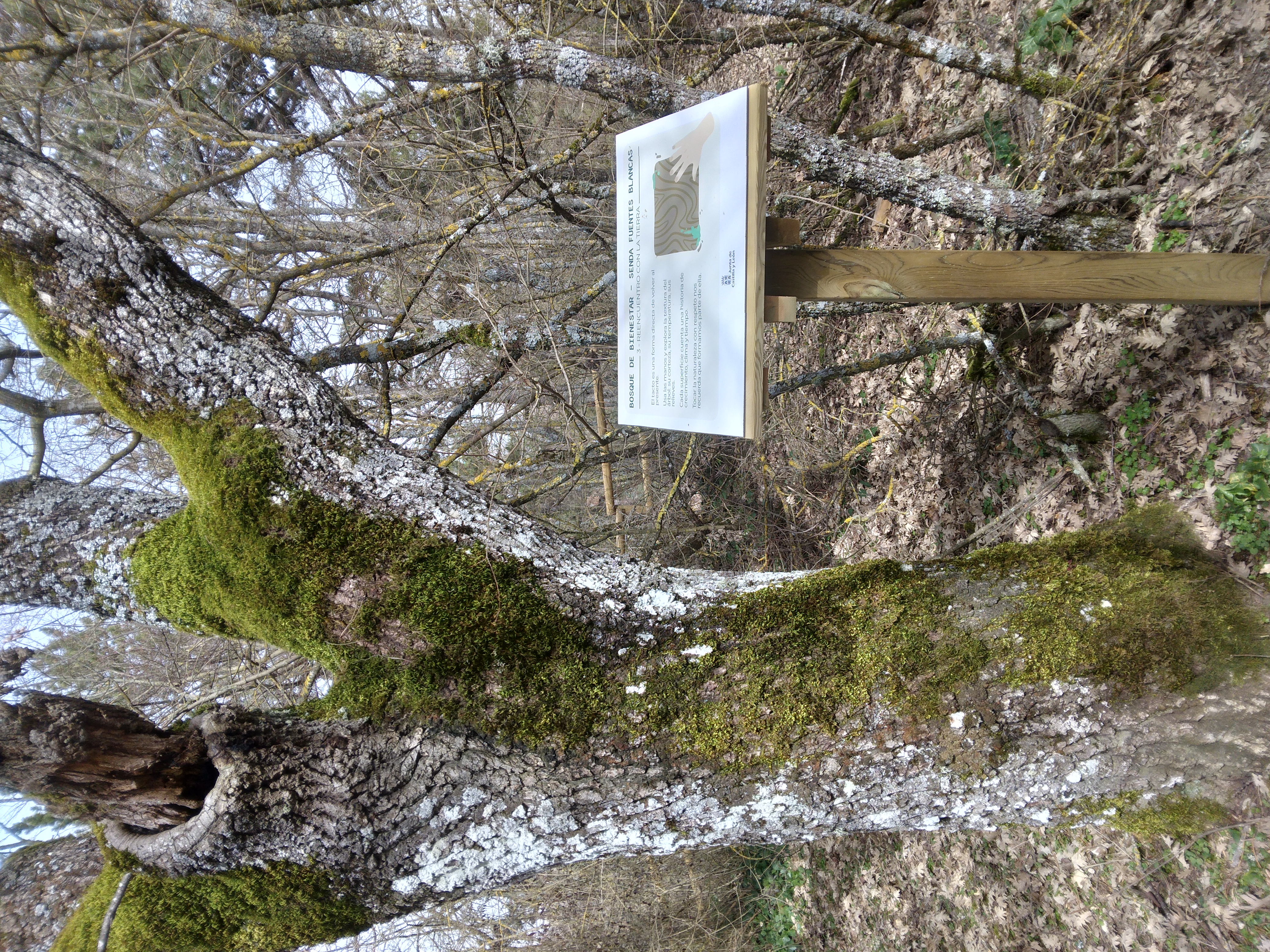 Ruta de los sentidos en Bosque bienestar Senda Fuentes Blancas, Burgos
