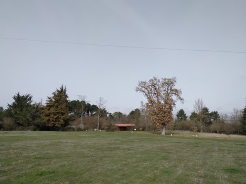 Yoga flow cinco elementos e infusión