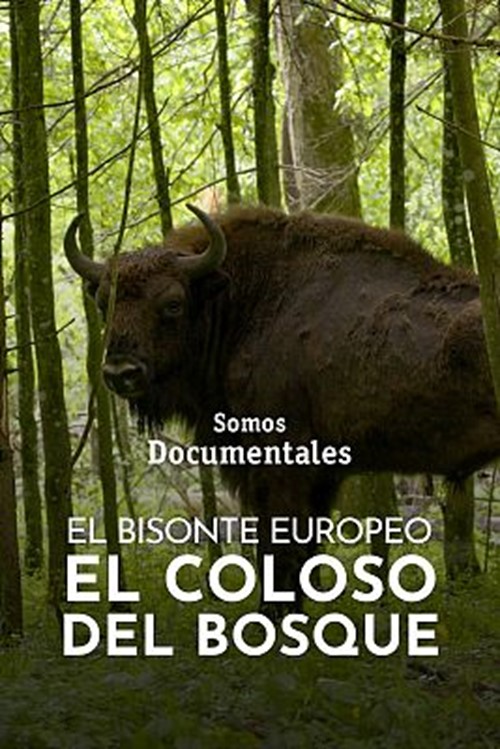 Cine Ambiental: “El bisonte europeo". Rtve