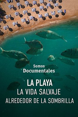 “La playa, la vida salvaje alrededor de la sombrilla”. Rtve en Sala de Juntas I. EPS VENA, Burgos