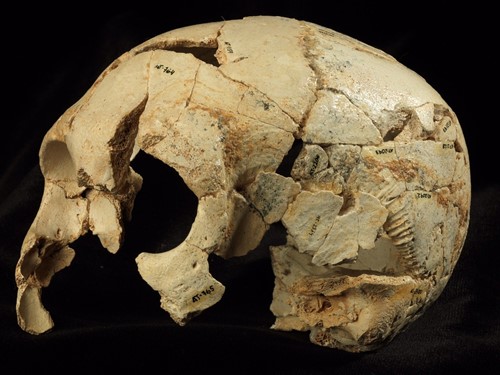 Exposiciones temporales en el Museo de la Evolución Humana