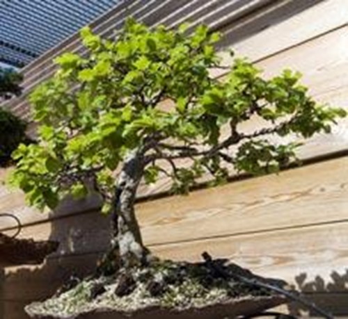 Museo del Bonsai