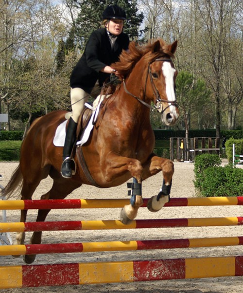 Concurso hípico nacional