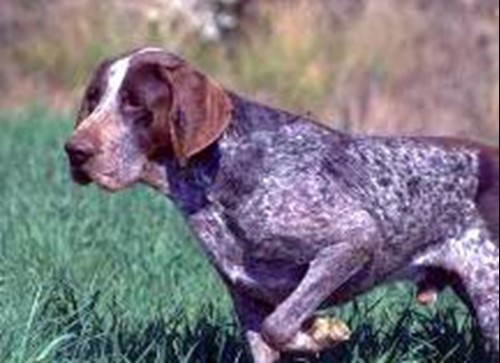 Concurso-exposición del perro Perdiguero de Burgos