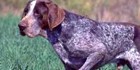 Concurso-exposición del perro Perdiguero de Burgos en Paseo del Empecinado, Burgos